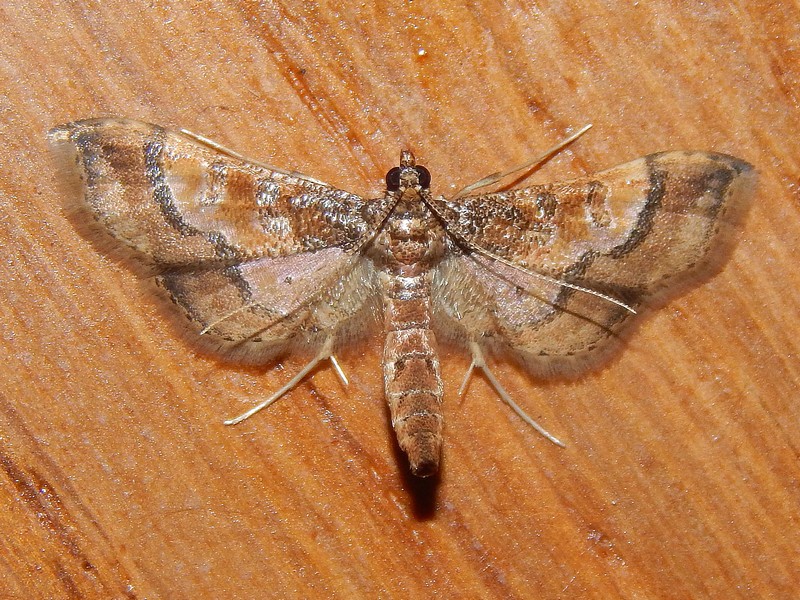 Bella falena da ID